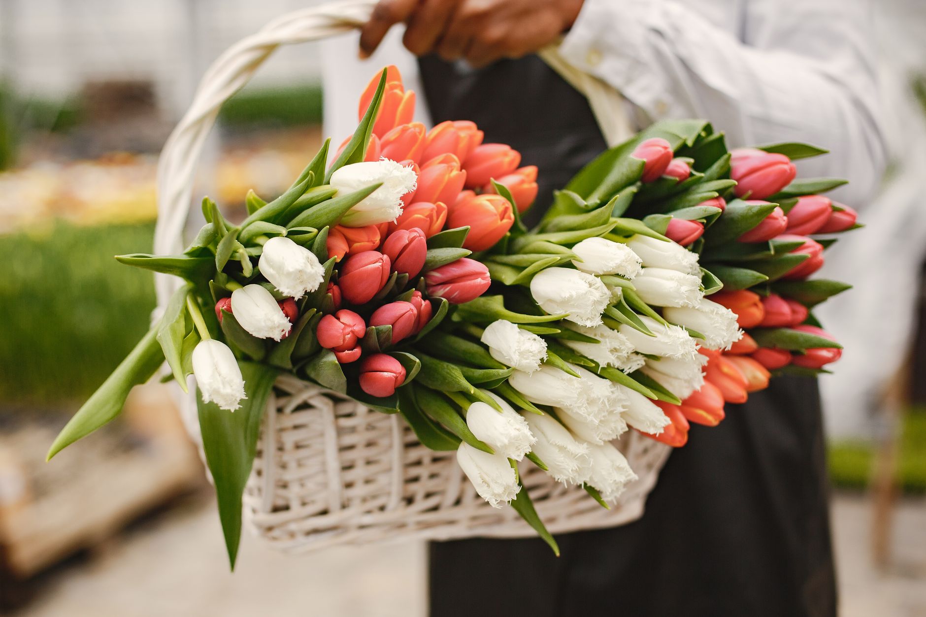 Tulips and A Cunt flagship floral arrangement